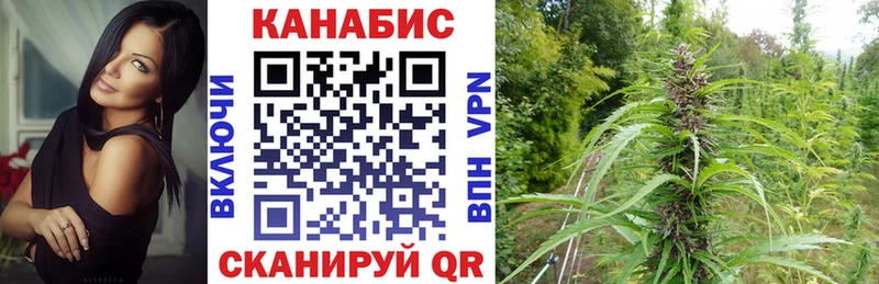 Шишки марихуана план  Купить где  Дигора 